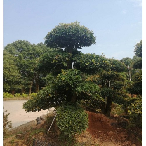 10-30公分欏木石楠 欏木石楠樁價(jià)格 造型欏木石楠樁價(jià)格