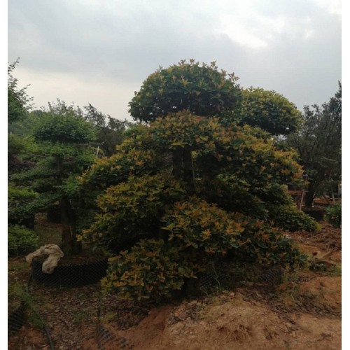 16-17-18公分欏木石楠 欏木石楠樁價(jià)格 造型欏木石楠樁