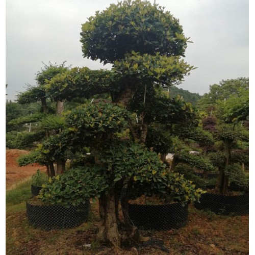 25-26-27公分欏木石楠 欏木石楠樁價(jià)格 造型欏木石楠樁