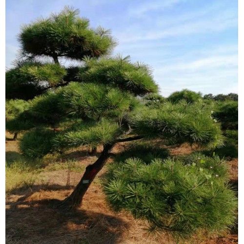 黑松 黑松價(jià)格 黑松樁景價(jià)格 造型黑松價(jià)格 五針?biāo)蓛r(jià)格