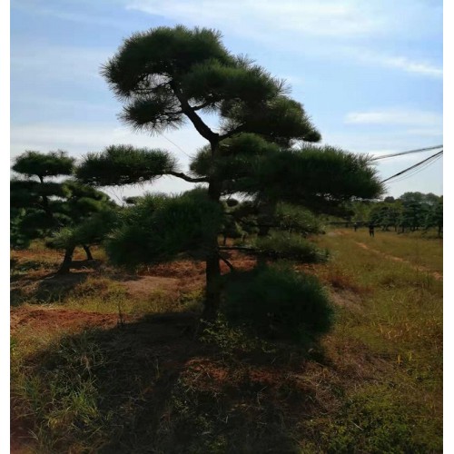 10-11-12公分黑松 黑松樁景 造型黑松價(jià)格 五針?biāo)蓛r(jià)格