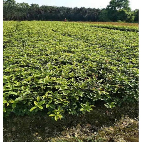 大量供應(yīng) 四季桂小苗價格 月月桂價格 月月桂小苗價格