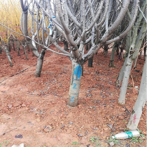 11-12-13-14-15-16公分櫻花 櫻花樹 櫻花價(jià)格