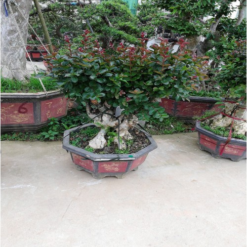 紫薇盆景價格 紫薇價格 紫薇樁景價格 造型紫薇價格