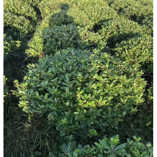 80-90-100-110公分海桐球 海桐球價格 海桐價格