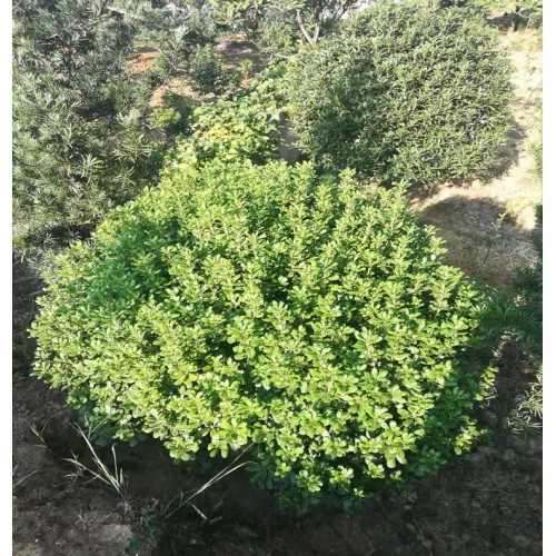 150-160-170公分海桐球 海桐球價格 海桐價格