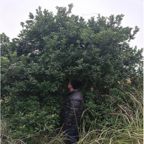 15-16-17-18-19公分楊梅樹 楊梅樹價格 楊梅價格