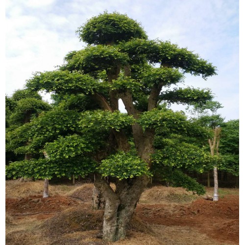 榆樹樁景價格 榆樹樁價格 造型榆樹價格 蚊母樁價格