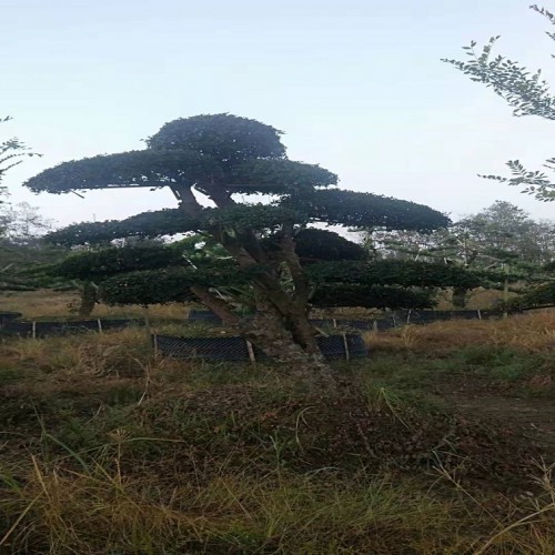 13-14-15公分榆樹樁景價格 榆樹樁價格 造型榆樹價格