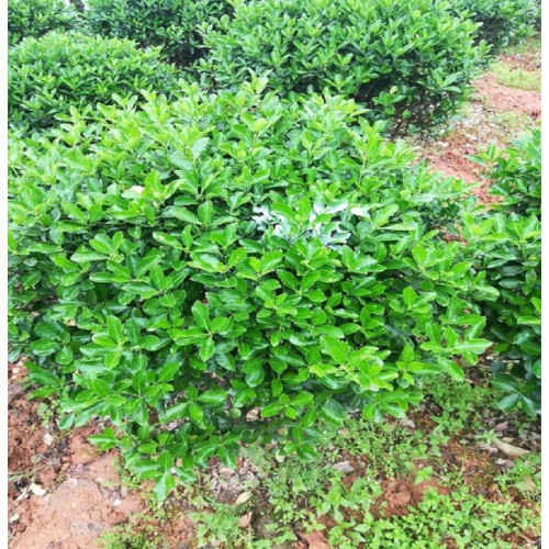 100-110公分大葉黃楊球 大葉黃楊球價格 大葉黃楊價格