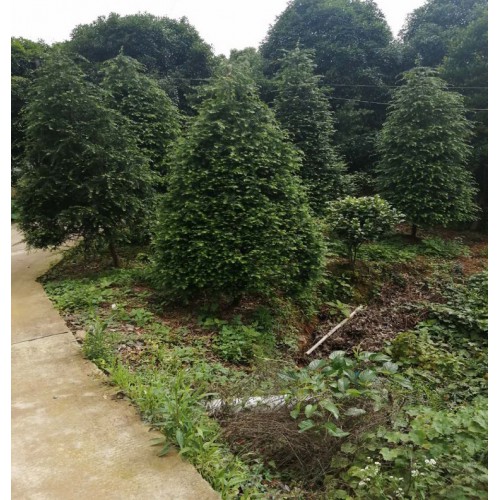 8-9-10-11公分紅豆杉 紅豆杉價(jià)格 紅豆杉樹價(jià)格