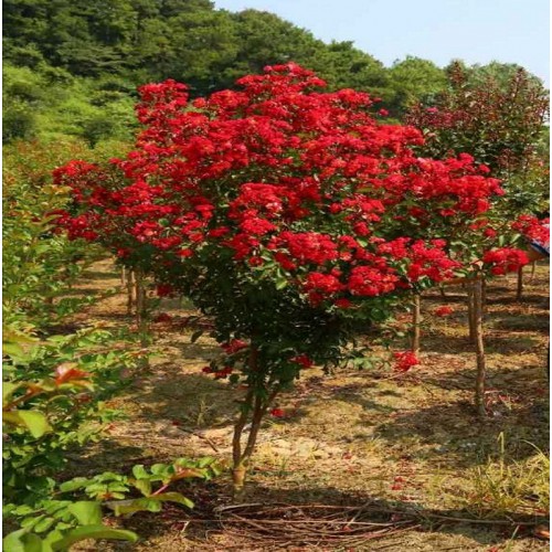 【勝予苗木】2-3-4-5公分紅火箭紫薇 紫薇價(jià)格