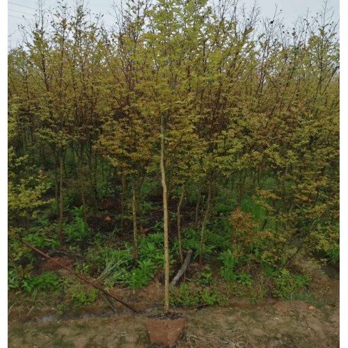 【大量供應(yīng)】2-3-4-5公分紅火箭紫薇 紫薇價(jià)格