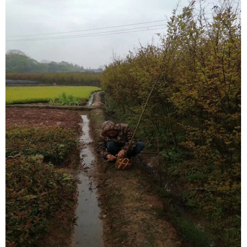 【工程苗木】2-3-4-5公分紅火箭紫薇 紫薇價(jià)格