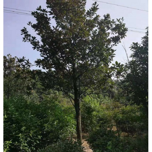 【基地直銷(xiāo)】廣玉蘭 廣玉蘭價(jià)格