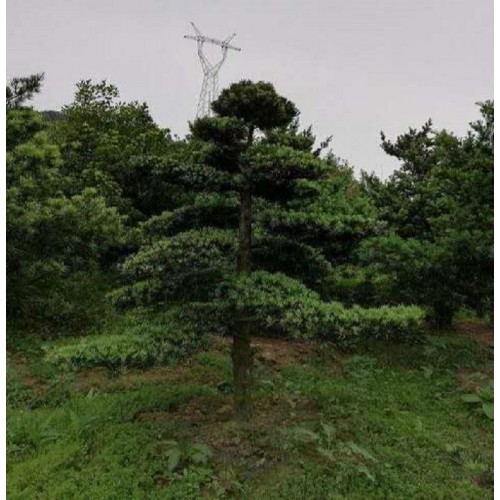 【基地直銷(xiāo)】造型羅漢松價(jià)格 羅漢松價(jià)格 羅漢松樁價(jià)格