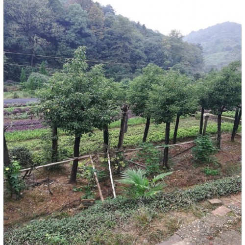 【勝予苗木】 香樟樹(shù)價(jià)格 多桿香樟價(jià)格