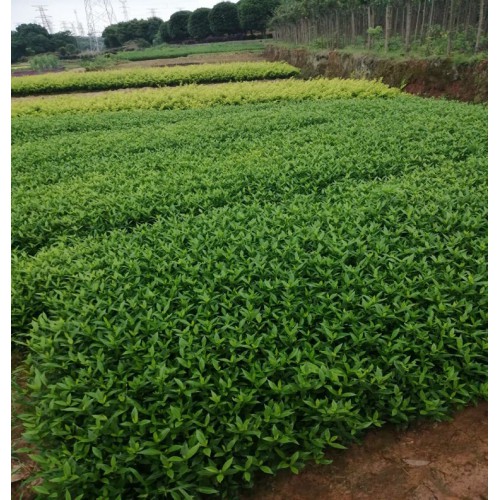 【勝予苗木】小葉梔子價(jià)格 小葉梔子花小苗價(jià)格 海梔子價(jià)格