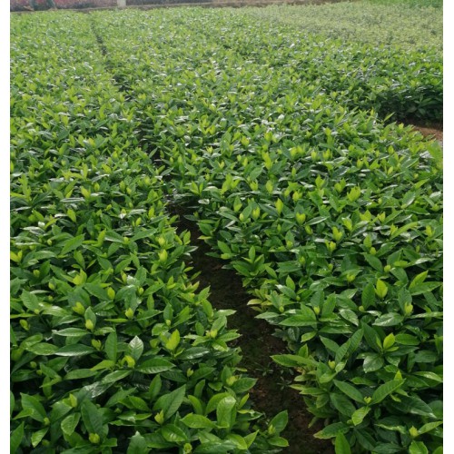 【勝予苗木】大葉梔子花小苗價(jià)格 大葉梔子價(jià)格