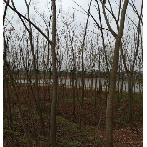 【勝予苗木】小欒樹(shù)價(jià)格 欒樹(shù)價(jià)格 4-5-6公分欒樹(shù)價(jià)格