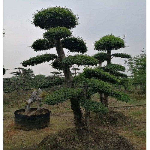 【勝予苗木】造型小葉女貞樁價(jià)格  女貞樁景價(jià)格