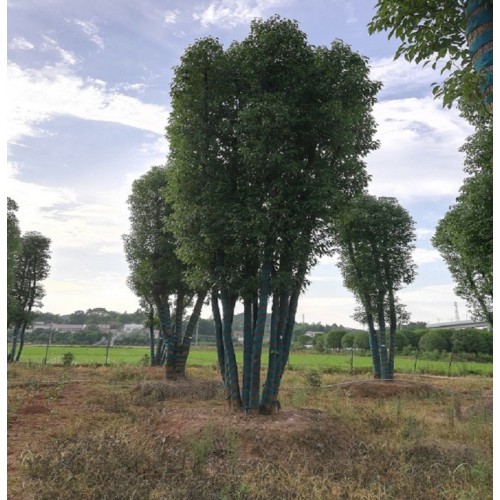 【勝予苗木】香樟樹價格 多桿香樟價格