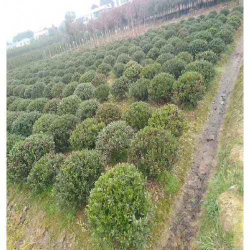 【大量供應】蚊母球 蚊母球價格