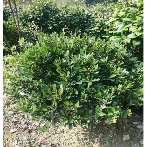 【大量供應】小葉蚊母球 小葉蚊母球價格