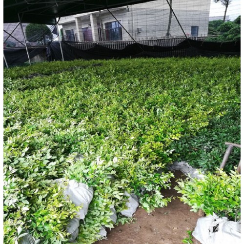 金森女貞杯苗價格