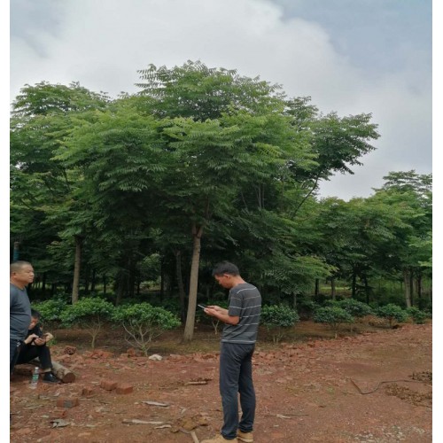 欒樹價(jià)格 各種規(guī)格欒樹