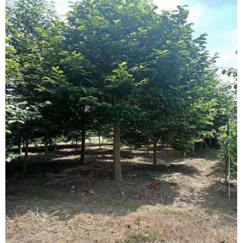 樂昌含笑價(jià)格 各種規(guī)格樂昌含笑