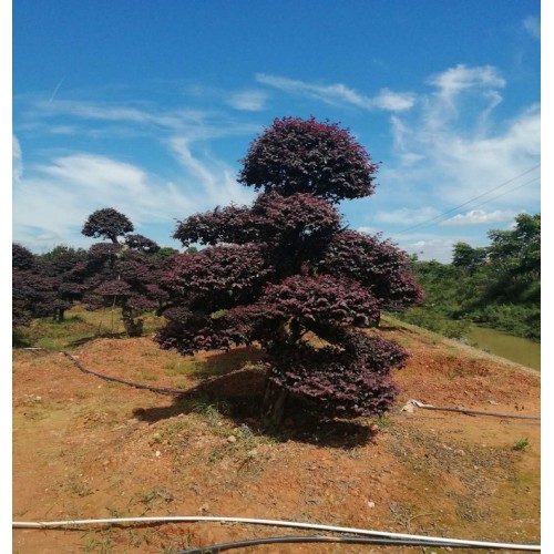 造型紅花繼木價(jià)格 紅花繼木樁價(jià)格 造型紅花繼木樁價(jià)格