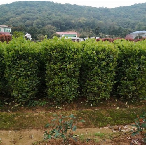 冬青柱價(jià)格 法國冬青柱價(jià)格 法國冬青價(jià)格 珊瑚柱價(jià)格