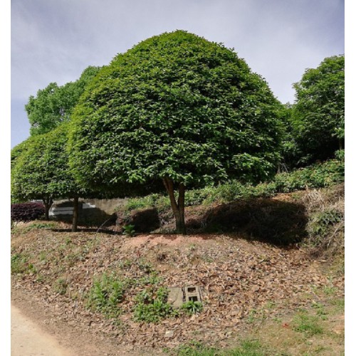 桂花 桂花樹 桂花樹價格 桂花價格