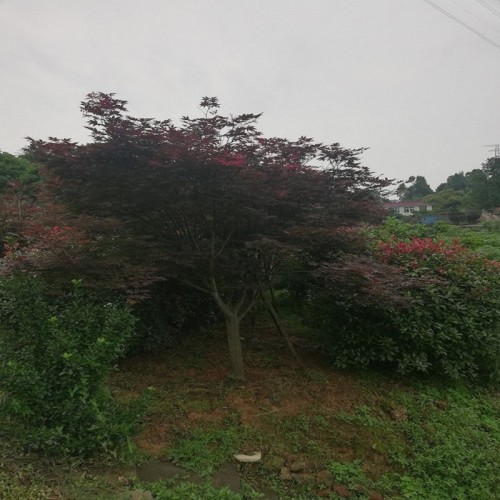 紅楓 紅楓價(jià)格 紅楓樹(shù)價(jià)格 移栽紅楓 各種規(guī)格紅楓批發(fā)價(jià)格