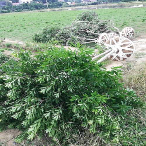 楊梅樹(shù) 楊梅樹(shù)價(jià)格 楊梅價(jià)格 各種規(guī)格楊梅樹(shù)批發(fā)價(jià)格