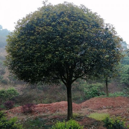 基地直銷 12-20公分桂花樹(shù) 桂花樹(shù)價(jià)格