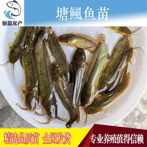 水產(chǎn)種苗 塘鲺魚苗價(jià)格