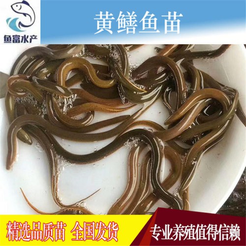 黃鱔種苗價(jià)格  水產(chǎn)種苗