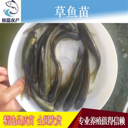 草魚魚苗價(jià)格