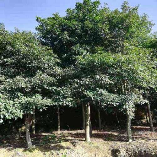 杜英樹 杜英樹價(jià)格 杜英價(jià)格