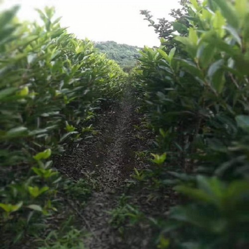 法國冬青價(jià)格 法國冬青柱價(jià)格 冬青柱價(jià)格 珊瑚柱價(jià)格