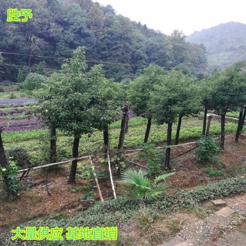 香樟 香樟樹  香樟樹價(jià)格