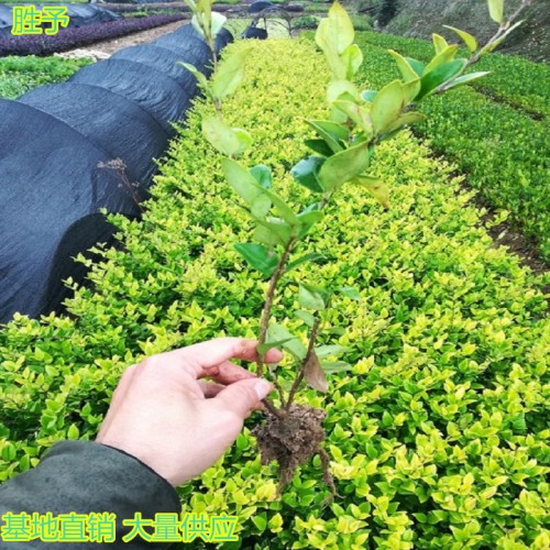 金森女貞小苗價(jià)格  金森女貞球價(jià)格 金森女貞價(jià)格