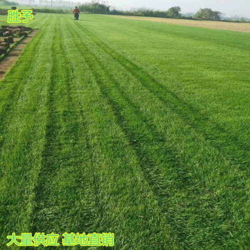 草皮價(jià)格 草坪皮 馬尼拉草皮價(jià)格 混播草坪價(jià)格