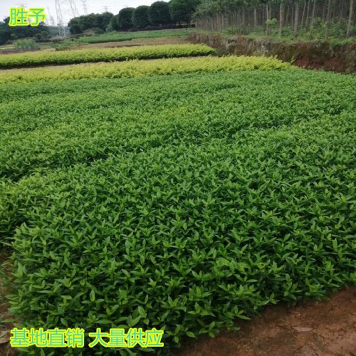 小葉梔子小苗價(jià)格 小葉梔子小苗 小葉梔子