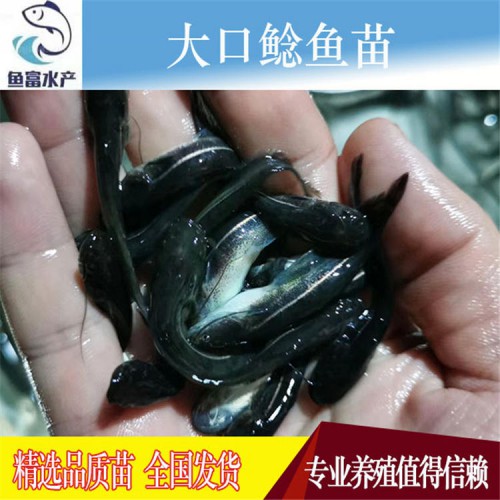 大口鯰魚苗價(jià)格