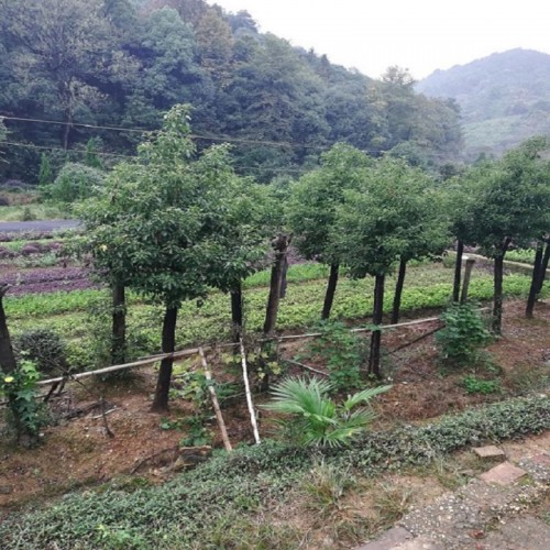 香樟 香樟樹(shù)  香樟樹(shù)價(jià)格