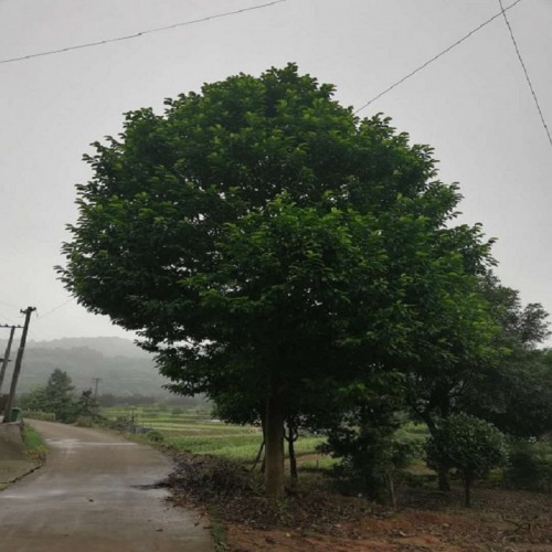 樂(lè)昌含笑價(jià)格 景葉白蘭價(jià)格 樂(lè)昌含笑樹(shù)價(jià)格