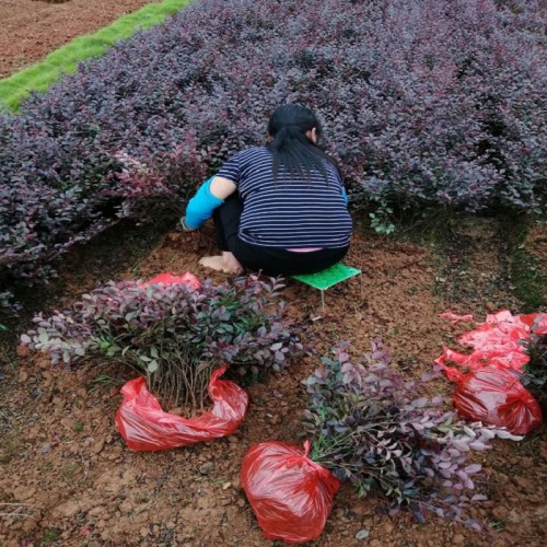 紅花繼木小苗 紅花繼木小苗價(jià)格 紅花繼木球 紅花繼木樁價(jià)格